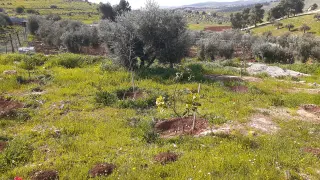 Land for sale in Dahl – photo 4