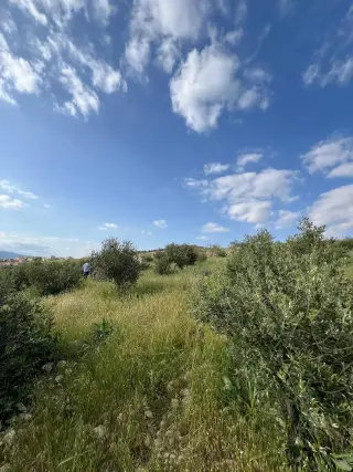 Land for sale in Al-Rashaida – photo 5
