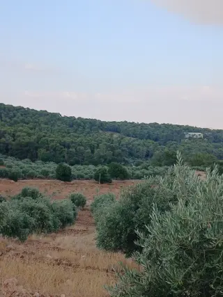 Land for sale in Debbin