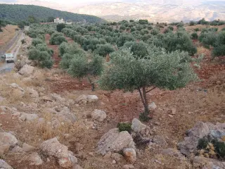Land for sale in Debbin – photo 15