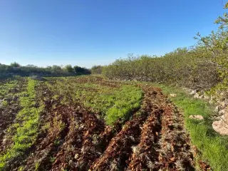 Land for sale in Other – photo 2