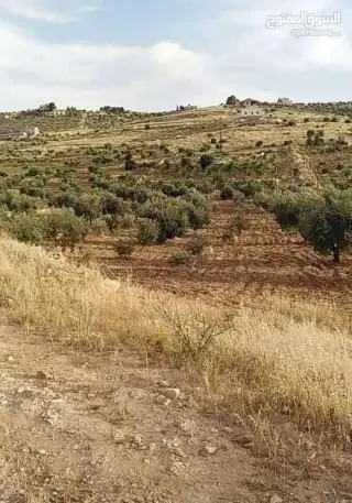 Land for sale in Rhab – photo 3