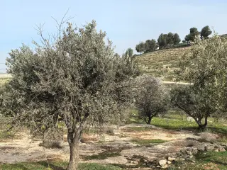 أرض للبيع في Bala'ama – صورة 5