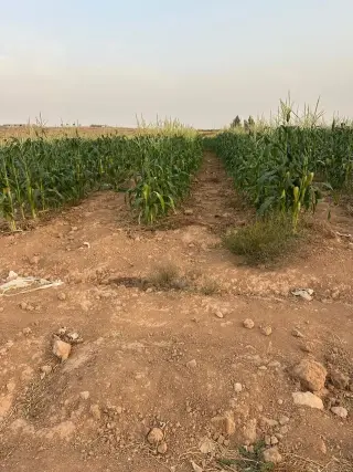 Land for sale in Thaghrat Al-Gub – photo 4