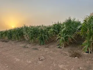 Land for sale in Thaghrat Al-Gub – photo 6