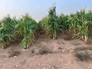 Land for sale in Thaghrat Al-Gub – photo 9