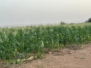 Land for sale in Thaghrat Al-Gub