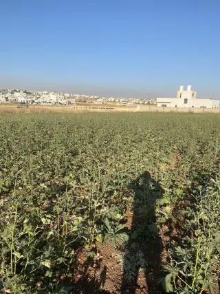 Land for sale in Jawa – photo 16