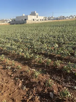 Land for sale in Jawa – photo 18