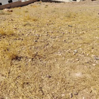 Land for sale in Alkhashafia – photo 7