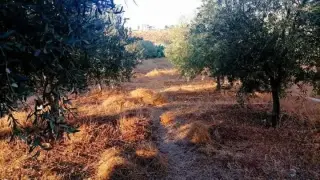 Land for sale in Salem