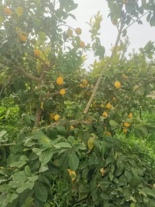Land for sale in Umm Al-Rasas – photo 8