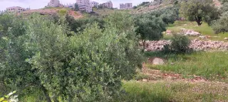 Land for sale in Abu Al-Sous – photo 2