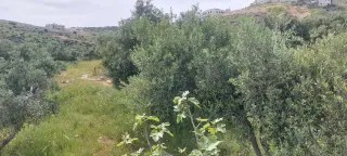 Land for sale in Abu Al-Sous – photo 4
