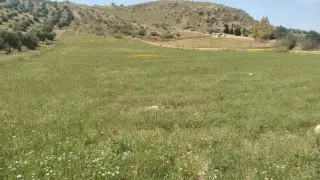 Land for sale in Iraq Al Ameer – photo 6
