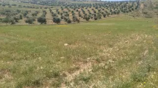 Land for sale in Iraq Al Ameer – photo 7