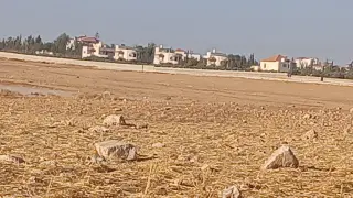Land for sale in Um Al Basateen – photo 6