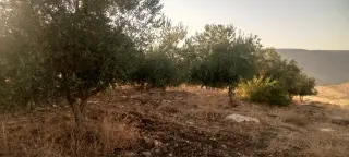 Land for sale in Al-Mokhaba Al-Tahta – photo 5
