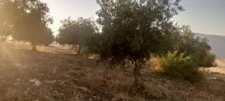 Land for sale in Al-Mokhaba Al-Tahta – photo 2