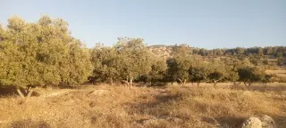 Land for sale in Al-Mokhaba Al-Tahta – photo 10