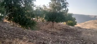 Land for sale in Al-Mokhaba Al-Tahta – photo 4