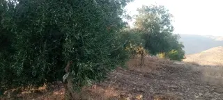 Land for sale in Al-Mokhaba Al-Tahta – photo 3