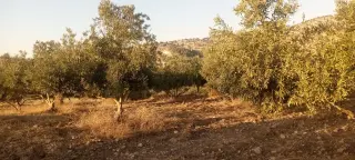 Land for sale in Al-Mokhaba Al-Tahta – photo 9