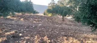 Land for sale in Al-Mokhaba Al-Tahta – photo 6