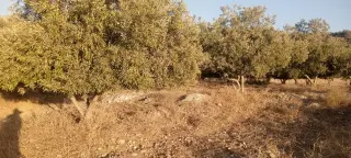 Land for sale in Al-Mokhaba Al-Tahta – photo 7