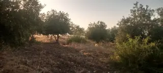 Land for sale in Al-Mokhaba Al-Tahta