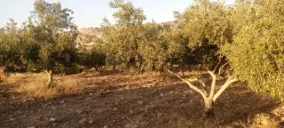 Land for sale in Al-Mokhaba Al-Tahta – photo 8