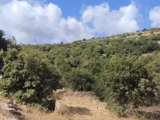 Land for sale in Zubiya – photo 12