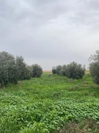 Land for sale in Qasr al-Hallabat Al-Gharbi – photo 4
