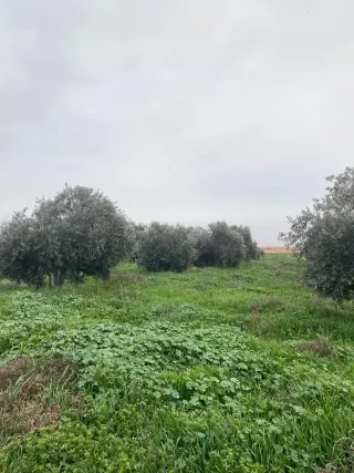 Land for sale in Qasr al-Hallabat Al-Gharbi – photo 6