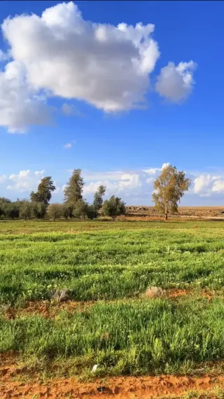 Land for sale in Qasr al-Hallabat Al-Gharbi – photo 10