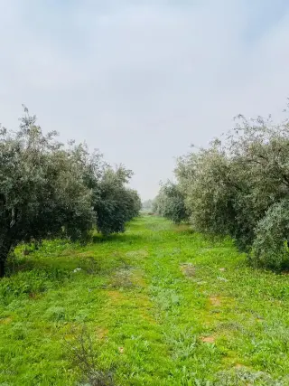 Land for sale in Qasr al-Hallabat Al-Gharbi – photo 7