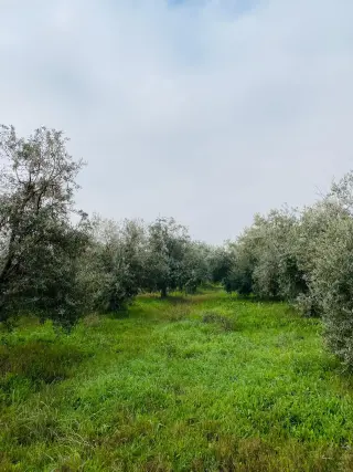 Land for sale in Qasr al-Hallabat Al-Gharbi – photo 5