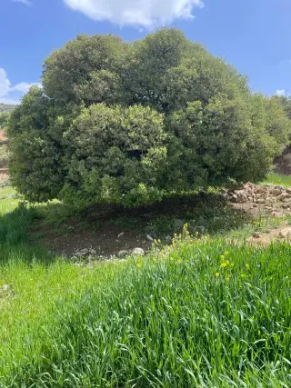 أرض للبيع في A'llan