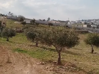 Land for sale in Manshiyyet Bani Hassan – photo 3