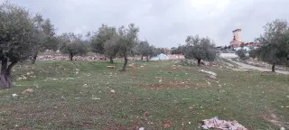 Land for sale in Al-Daqusma – photo 2
