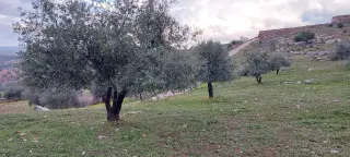 Land for sale in Al-Daqusma