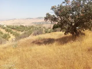 Land for sale in Al-Alouk – photo 8
