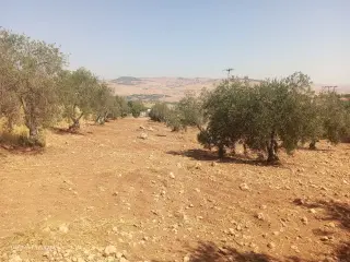 Land for sale in Al-Alouk – photo 6