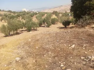 Land for sale in Al-Alouk – photo 4