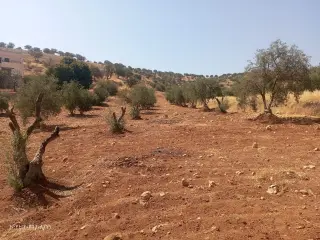 Land for sale in Al-Alouk – photo 2