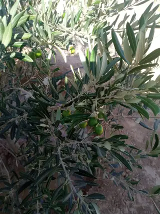 Land for sale in Other – photo 6
