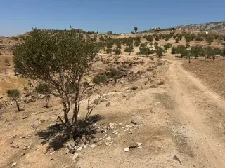 أرض للبيع في أخرى – صورة 6