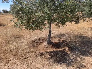 Land for rent in Al-Mazar Al-Janoubi – photo 2