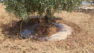 Land for rent in Al-Mazar Al-Janoubi – photo 5