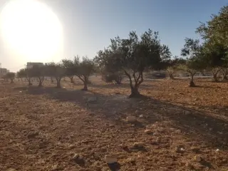 Land for sale in Shafa Badran – photo 5
